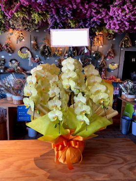 幸せを呼ぶ黄色の胡蝶蘭☆|「田村フローリスト」　（岩手県盛岡市の花屋）のブログ