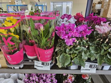 鉢、続々入荷中|「田村フローリスト」　（岩手県盛岡市の花屋）のブログ